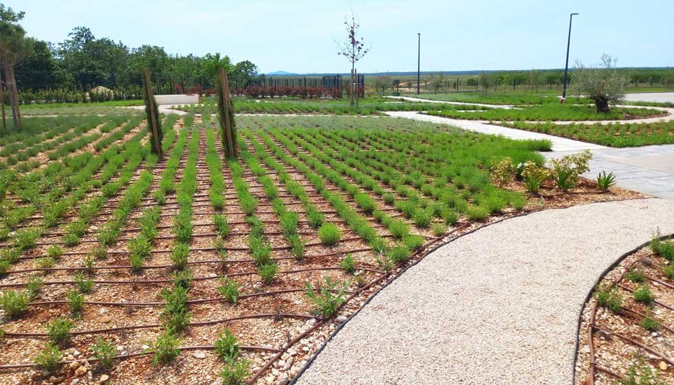 Botanika Hortikultura - Foto section 5