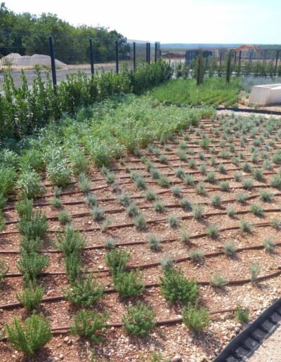 Botanika Hortikultura - Projekti Foto 006