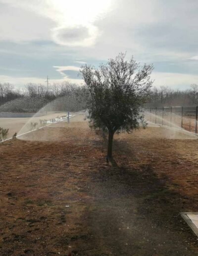 Botanika Hortikultura - Projekti Foto 011