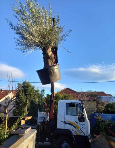 Botanika Hortikultura - Projekti Foto 018