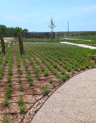 Botanika Hortikultura - Projekti Foto 027