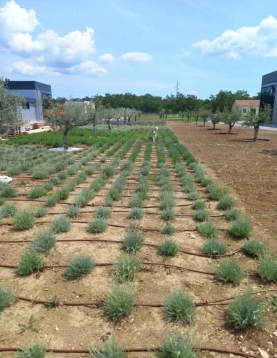 Botanika Hortikultura - Projekti Foto 028