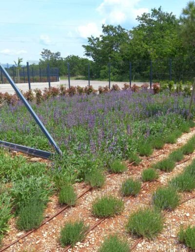 Botanika Hortikultura - Projekti Foto 029