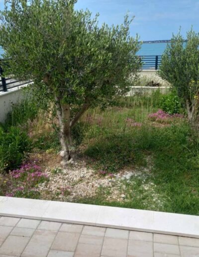 Botanika Hortikultura - Projekti Foto 068