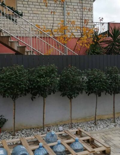 Botanika Hortikultura - Projekti Foto 076